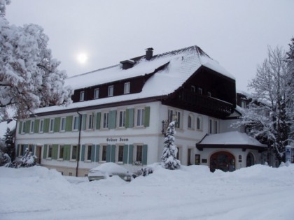 Foto:  Grüner Baum